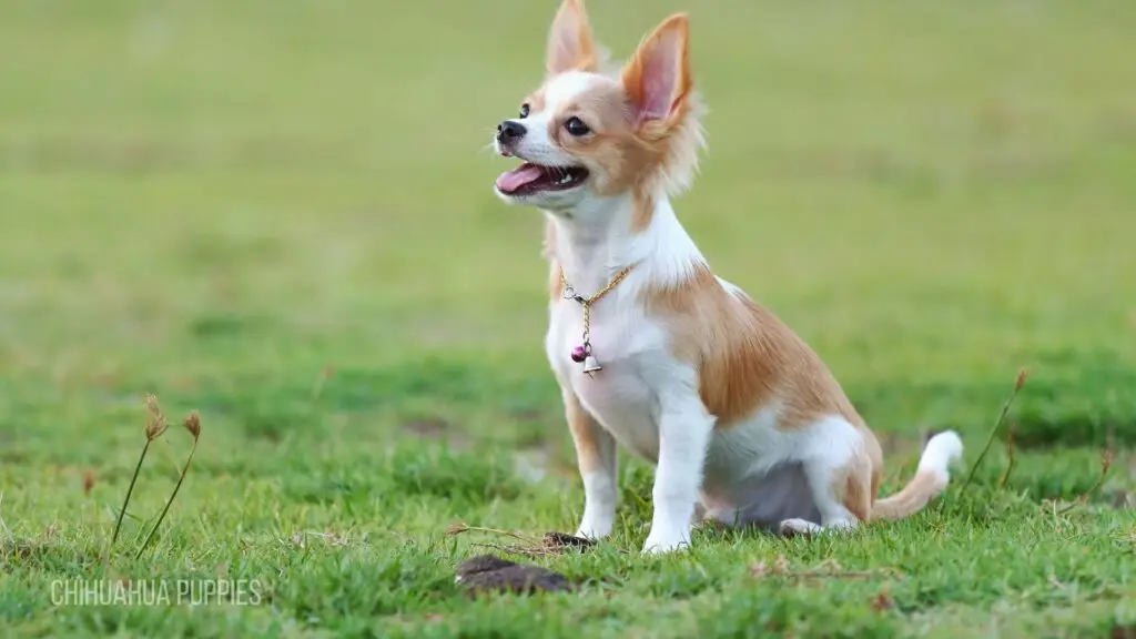 Affordable Teacup Chihuahua puppies for sale