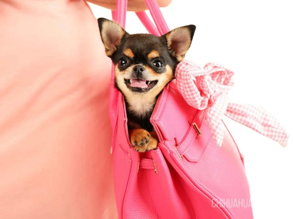 Healthy Teacup Chihuahua puppies for sale