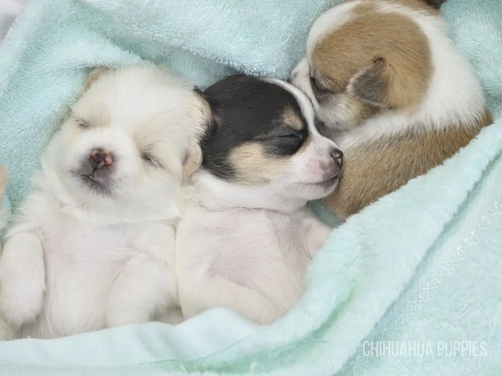 Buy Teacup Chihuahua puppies online
