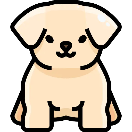 Chihuahua puppy available for sale