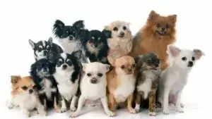 About Chihuahua Puppies Near Me for Sale