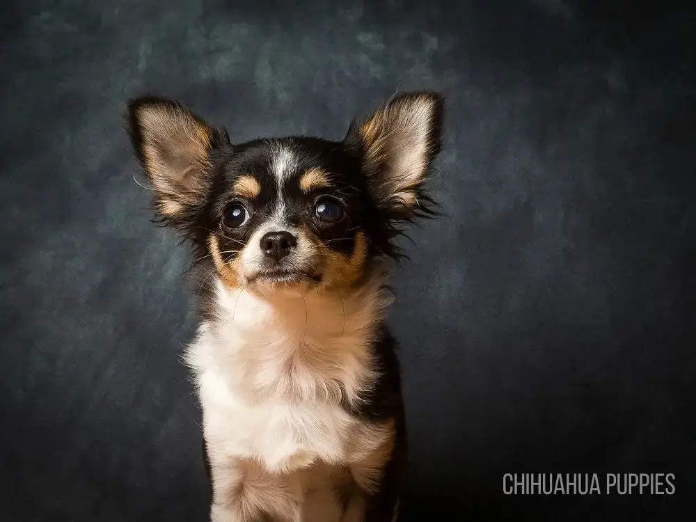 Chihuahua puppies for sale teacup