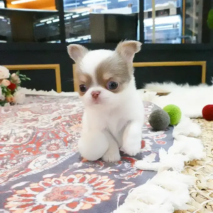 For Sale Chihuahuas