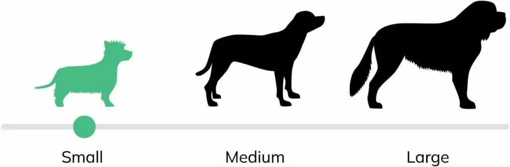 How Big Is A Teacup Chihuahua
