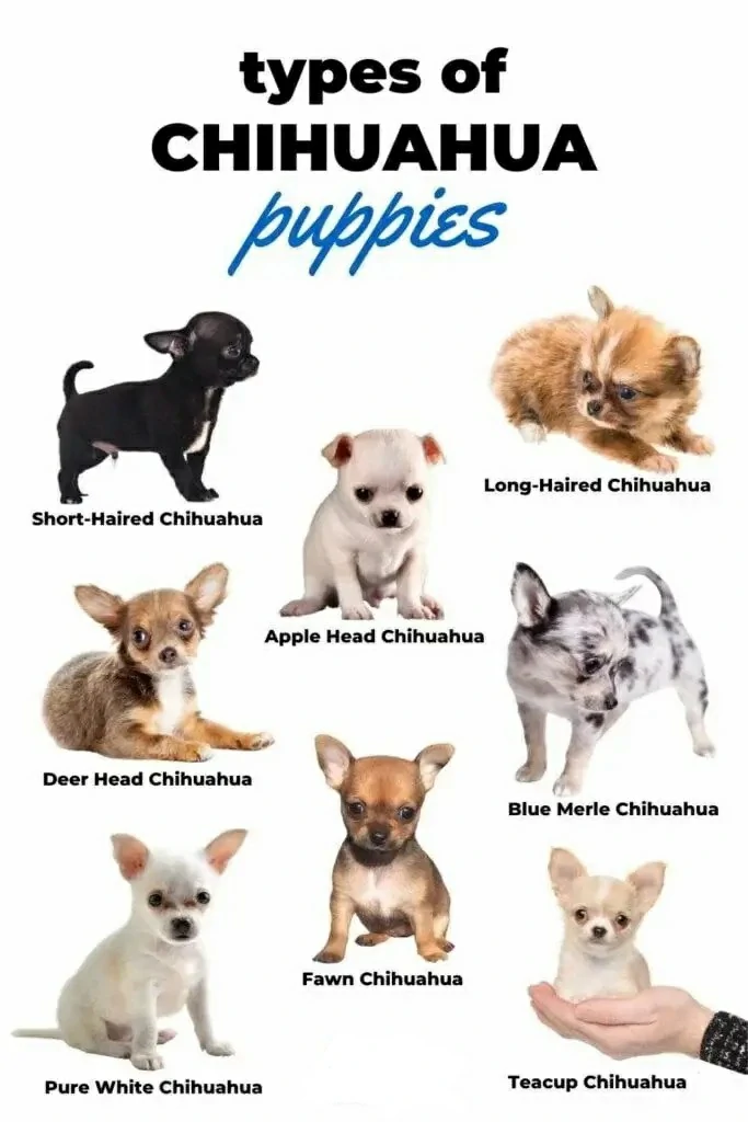 Teacup Chihuahua Long Hair