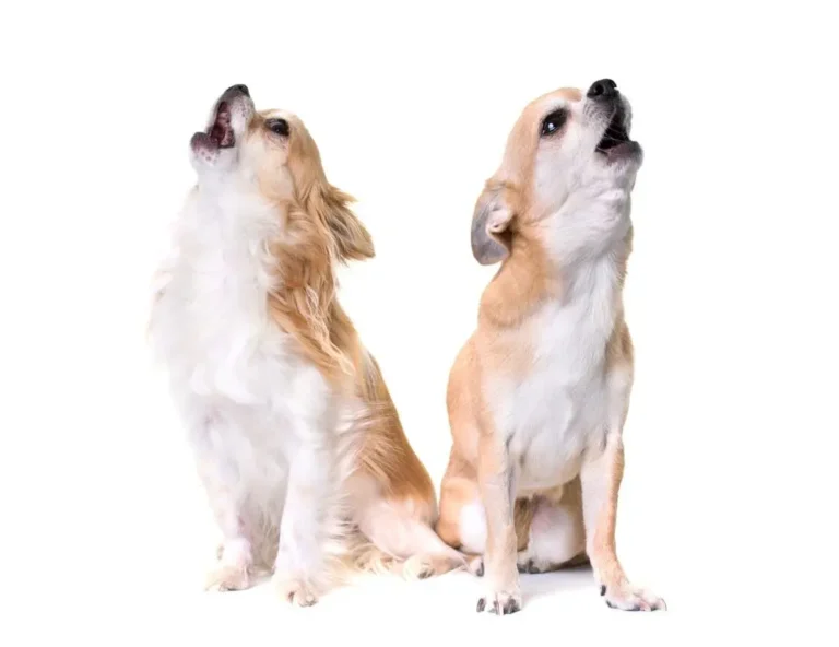 Do Teacup Chihuahuas Bark a Lot