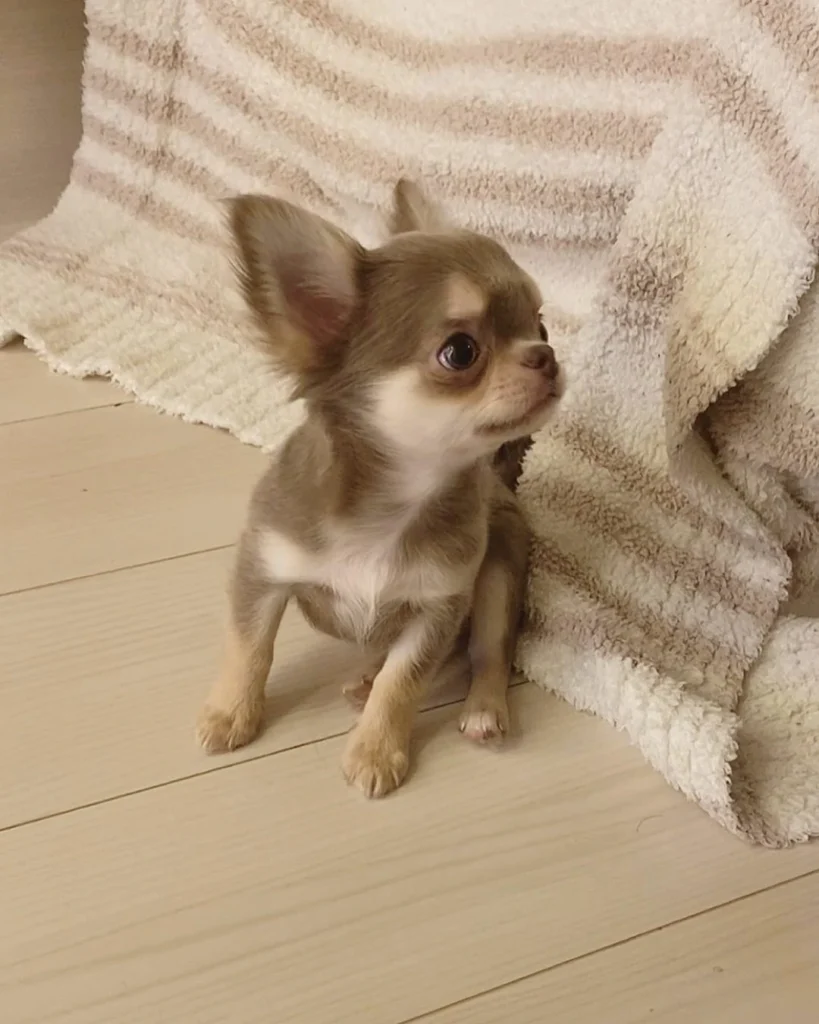Cheap Teacup Chihuahua Sale