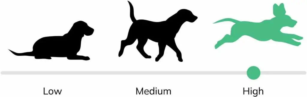 Are Teacup Chihuahuas Energetic