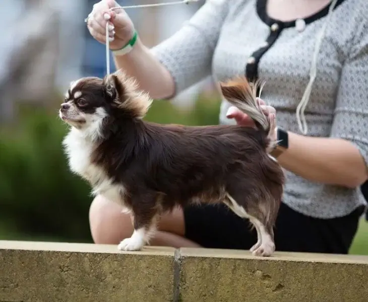 Can You Show Teacup Chihuahuas