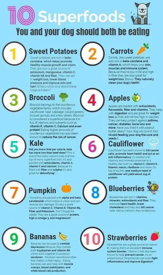 what should a teacup chihuahua eat