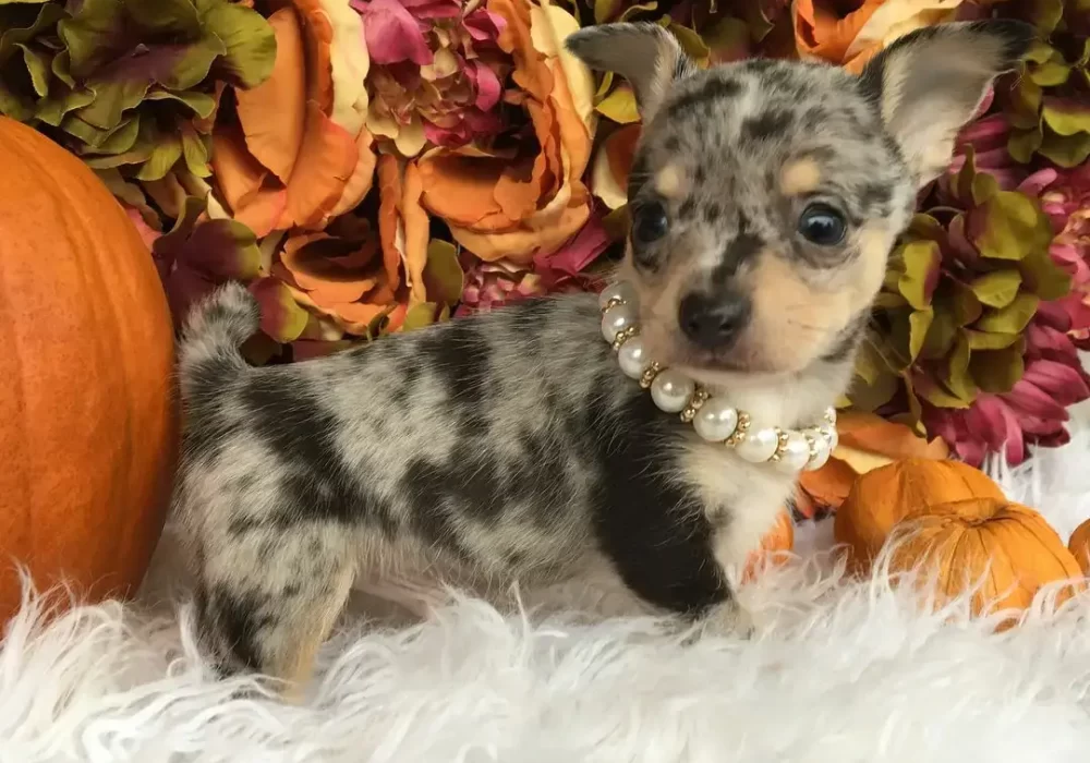 For sale Teacup Chihuahua Puppies